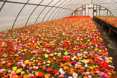 Flowers in a Greenhouse
