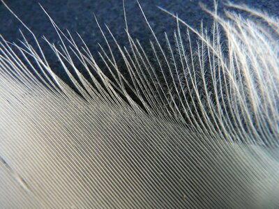 Swan feather feather swan photo