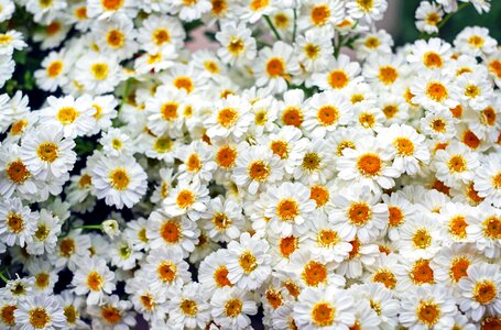 Beautiful beautiful flowers beautiful photo