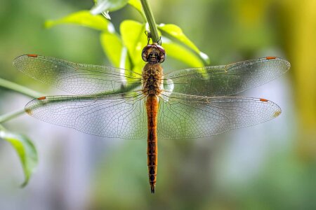 Animal arthropod beautiful photo