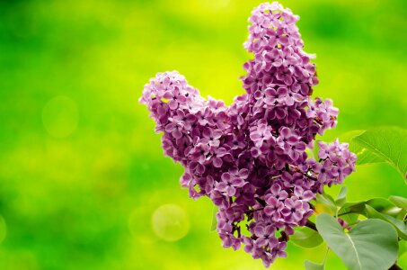 Branch of lilac photo