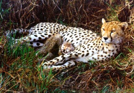 Animal cheetah earth