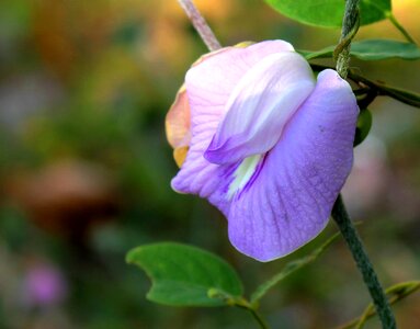 Java flower pisum sativum photo