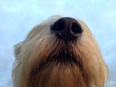 Nose black sky