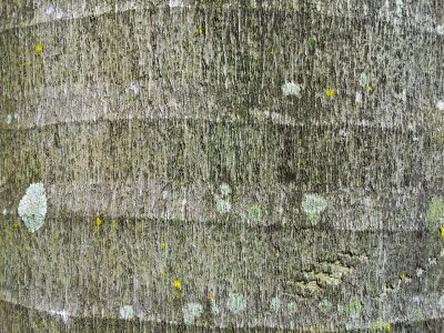 Close view texture