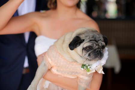 Wedding Dress wedding dog