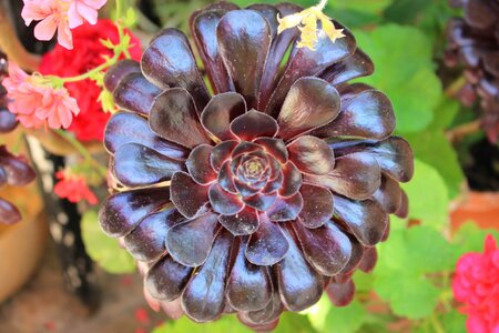 Dark flower petals photo