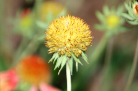Beautiful beautiful flowers bloom