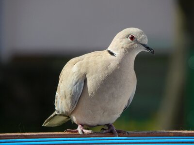 Dove beak pen