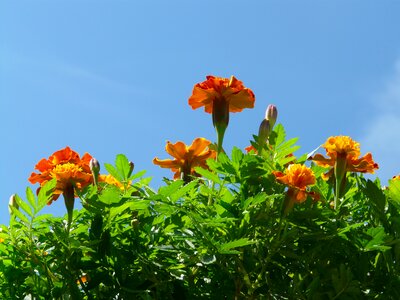 Blue marigolds turkish carnation photo