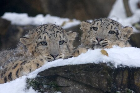 Zoo leopard big cat