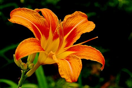 Lily botany macro photo