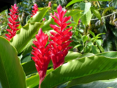 Blossom bloom red