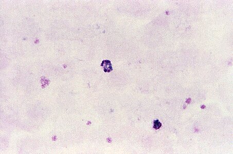 Chromatin film 