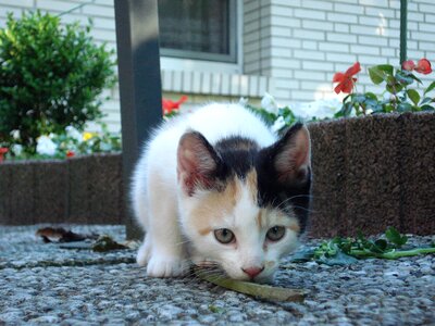 Cat kitten portrait