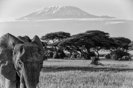 Big five elephant kenya photo