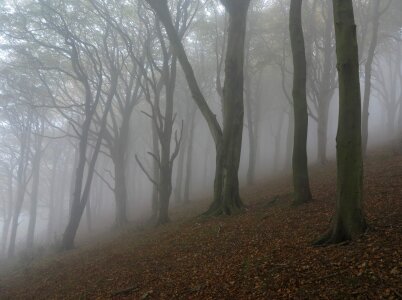 Alone dead trees fog