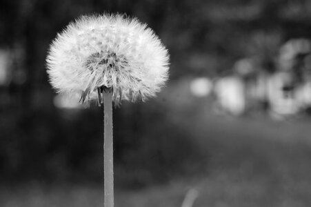 Field summer flower