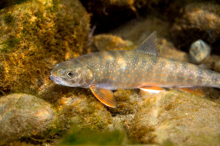 Dolly Varden-1