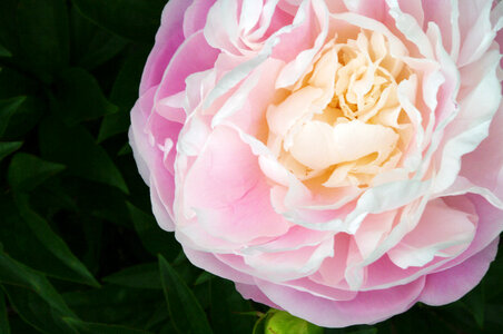 12 Peony