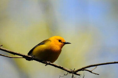 Prothonotary warbler-4