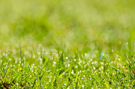 Green Grass Background