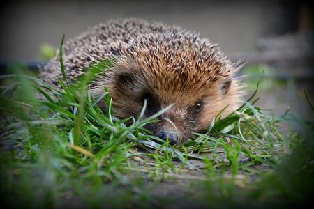 Hedgehog nature animal