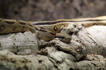 Brown reptile pattern