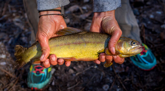 Gila trout-3 photo