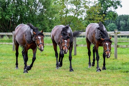 Beautiful Photo cavalry flora