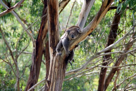Lazy eucalyptus eucalyptus tree photo