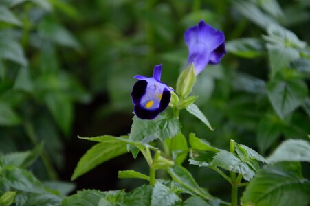 Garden summer spring