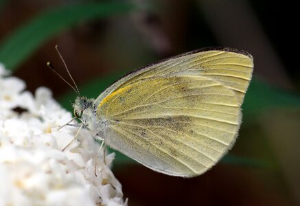 Macro insect wings photo