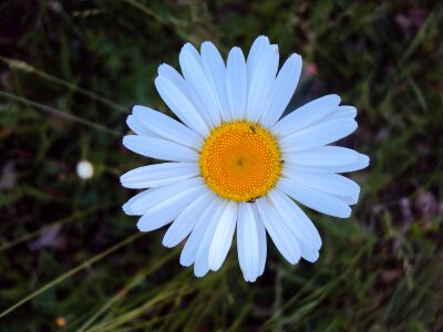 Flower blossom bloom