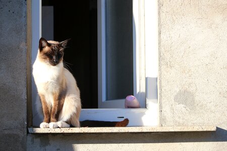 Breed cat window window sill photo