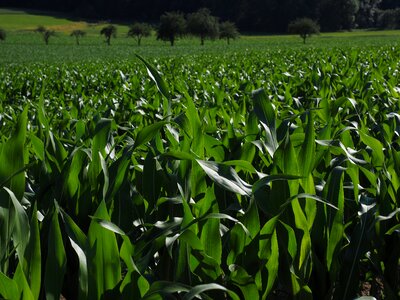 Corn leaves corn green