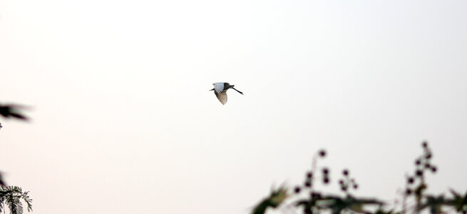 White Bird Flying photo