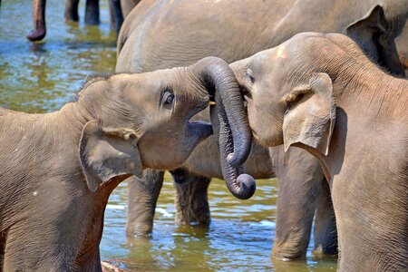 Elephant orphanage sri lanka pinnawala photo