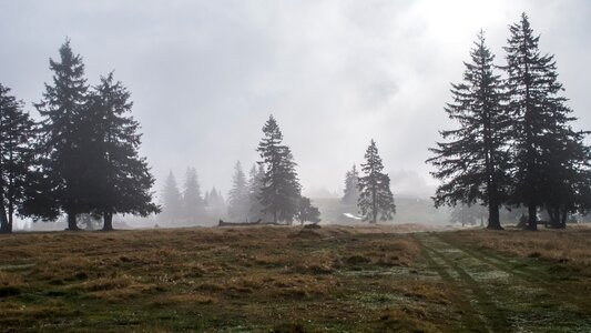 Nature green trees photo