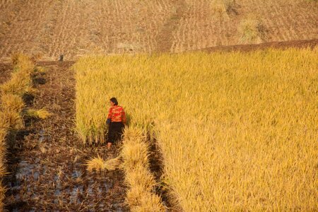 rice paddy fields in North Korea