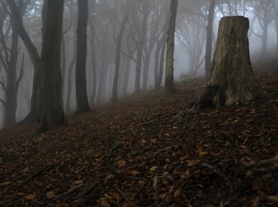 Alone dead trees fog photo