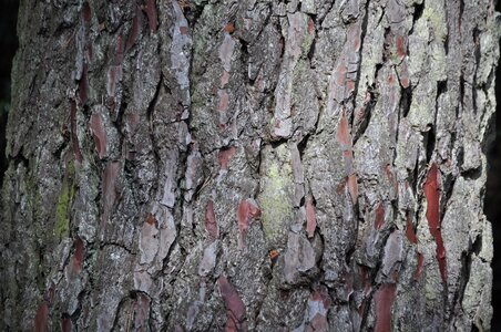 Background wood texture photo