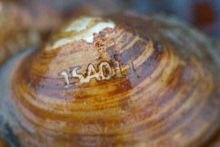 Laser engraved freshwater mussels-3