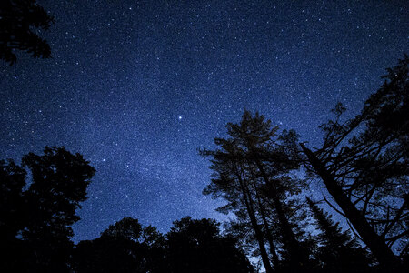 Blue Dark Night Sky with Many Stars Above the Trees photo