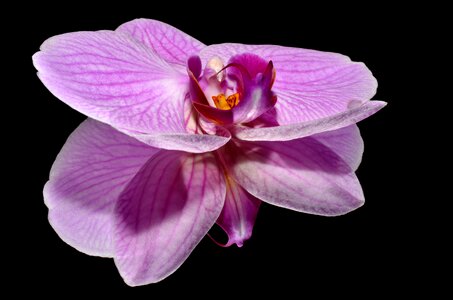 Orkide flower pink photo