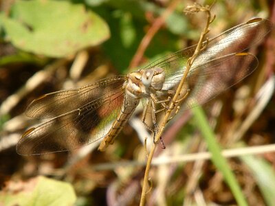 Insect nature bug