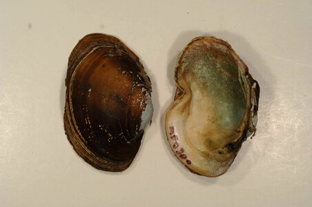 Lampsilis sp.-1