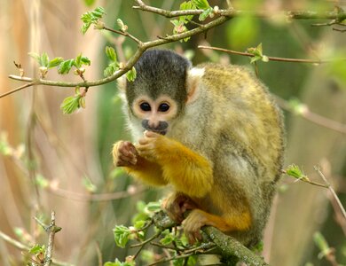 Zoo cute cebus
