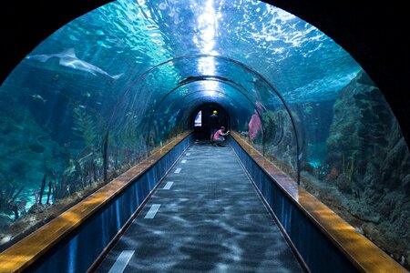 Aquarium loropark underwater photo