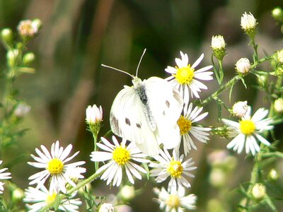 Blossom butterfly cabbage